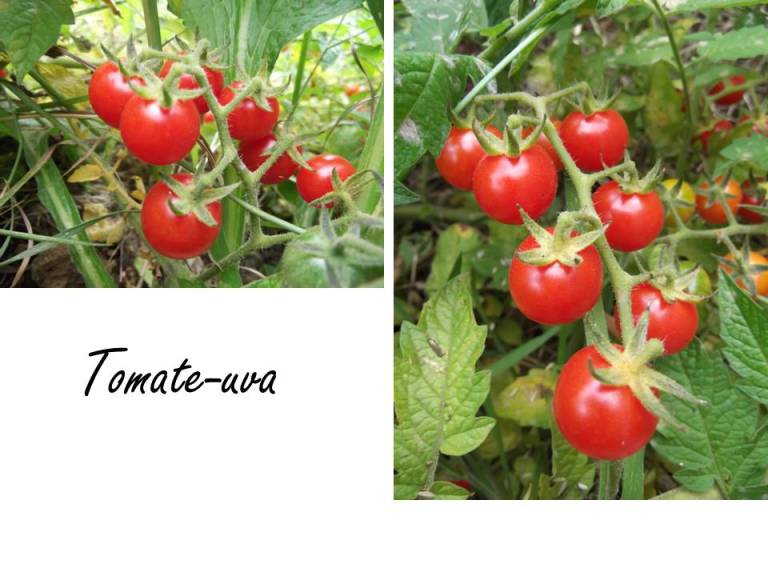tomate-uva