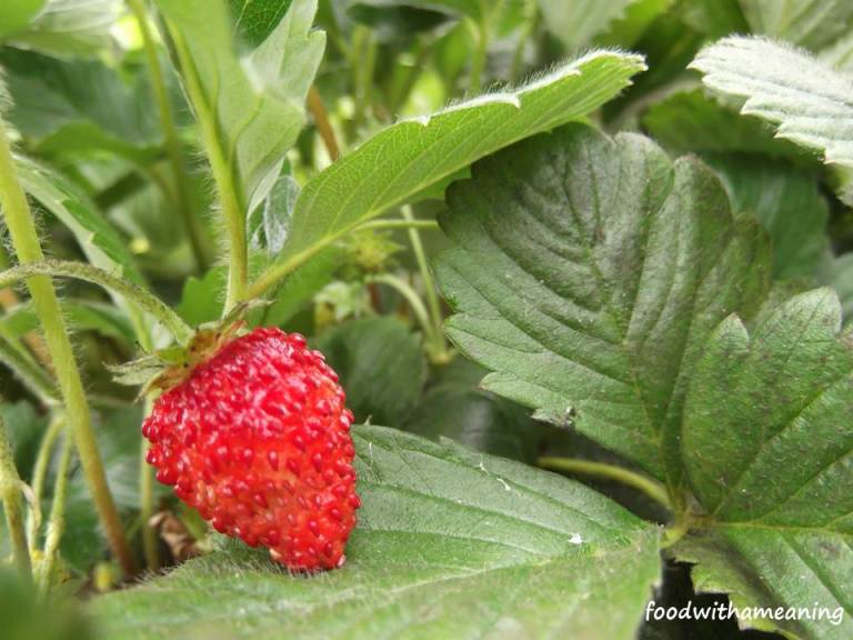 hidrosaladas_foodwithameaning