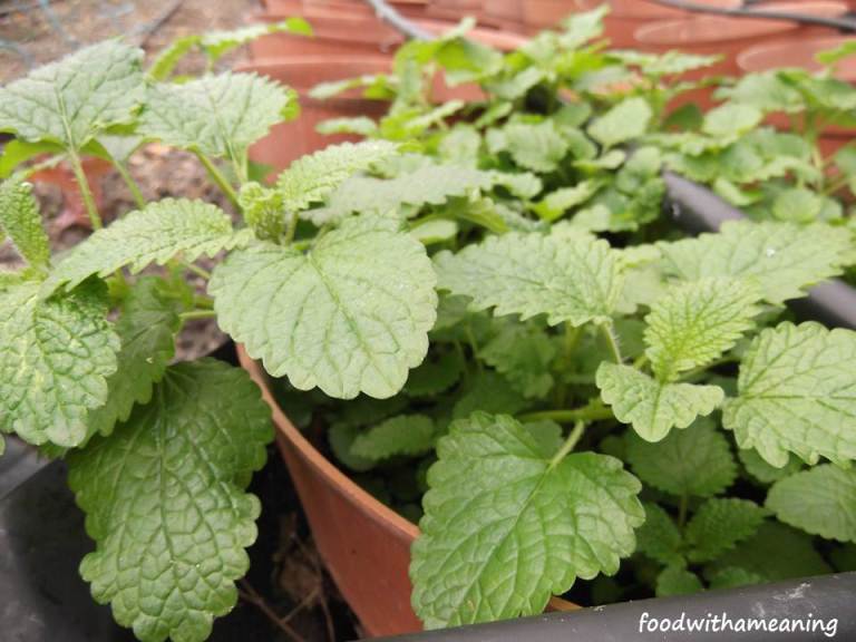 hidrosaladas_foodwithameaning