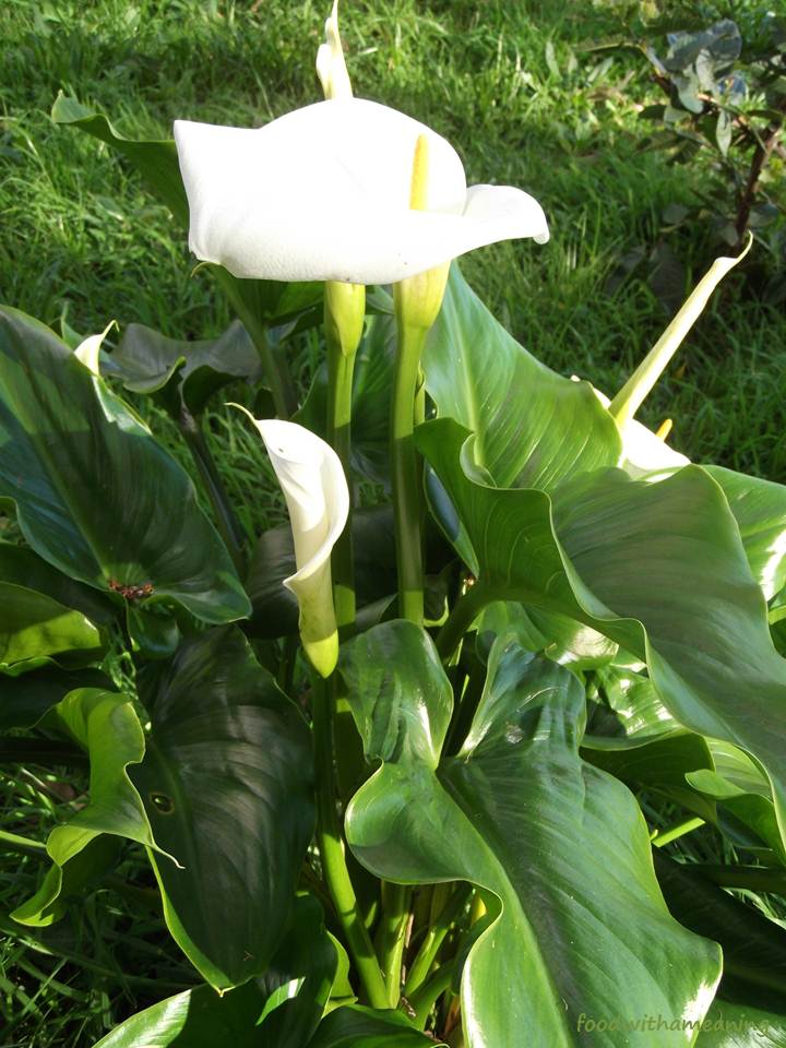 Jarros do meu jardim_foodwithameaning