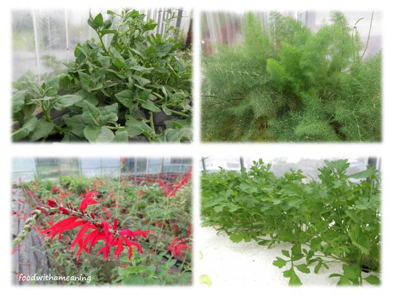 hidrosaladas_foodwithameaning