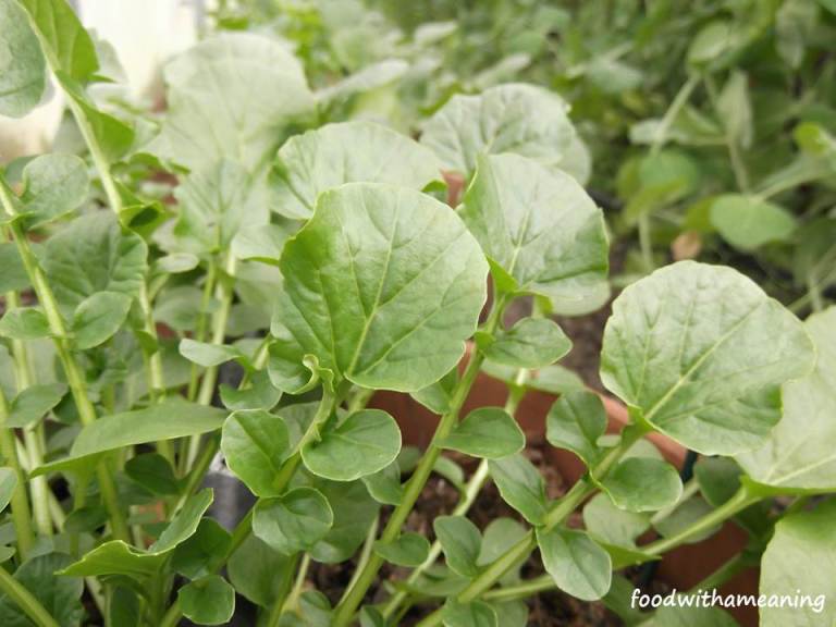 hidrosaladas_foodwithameaning