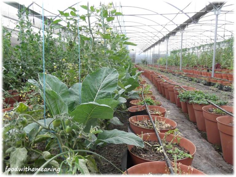 hidrosaladas_foodwithameaning