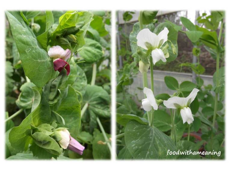 hidrosaladas_foodwithameaning