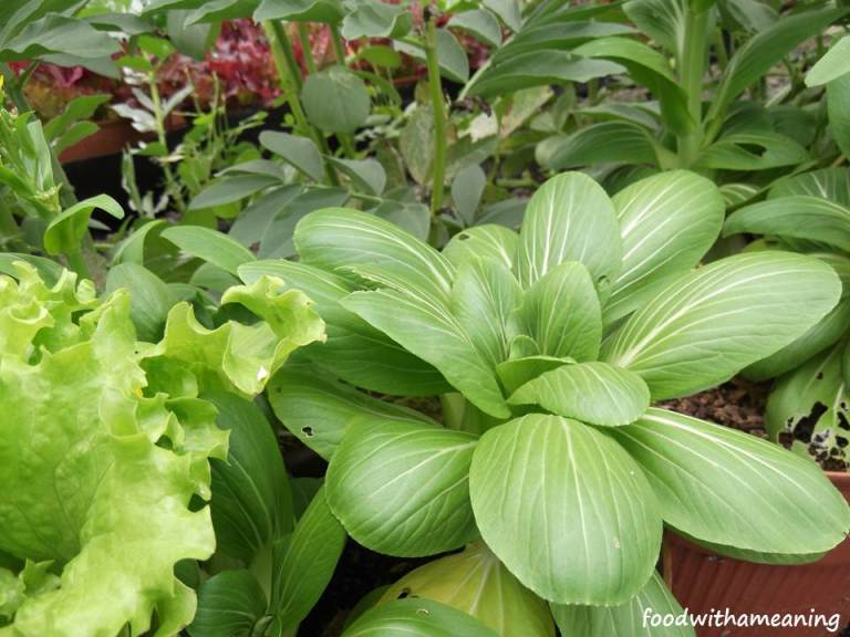 hidrosaladas_foodwithameaning