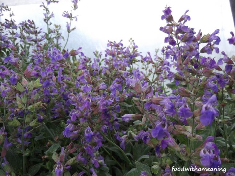 hidrosaladas_foodwithameaning