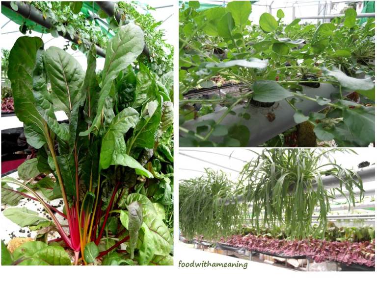 hidrosaladas_foodwithameaning