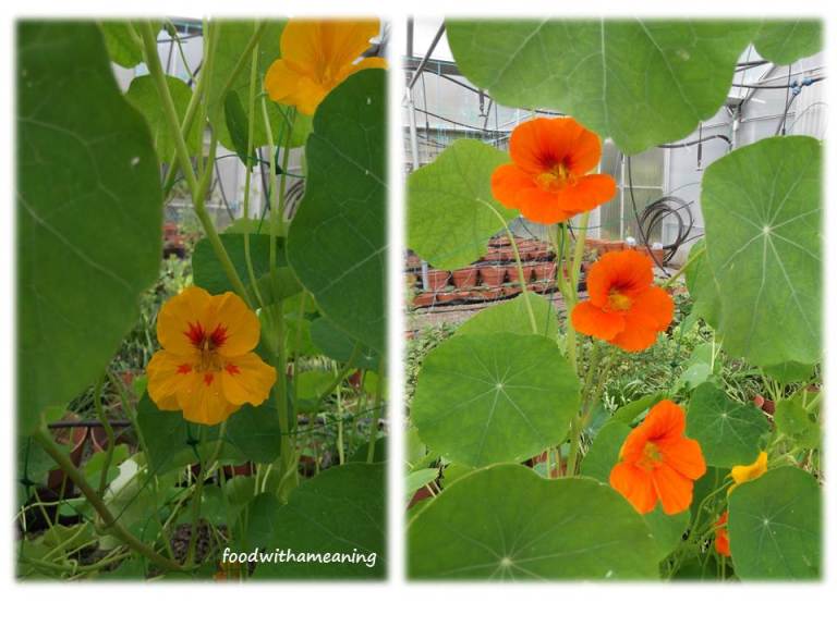 hidrosaladas_foodwithameaning