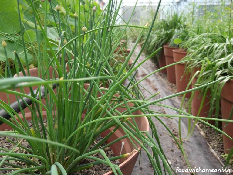 hidrosaladas_foodwithameaning