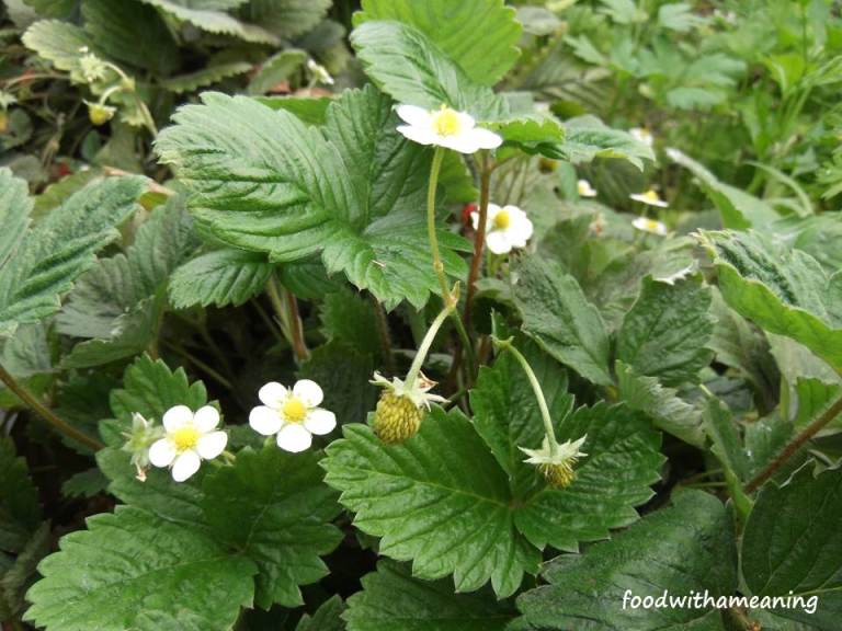 hidrosaladas_foodwithameaning