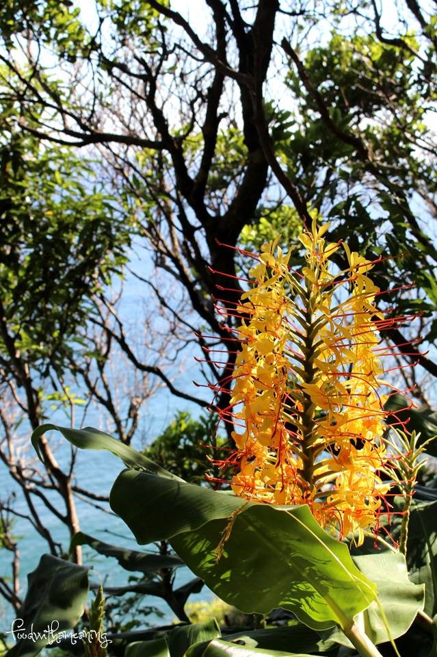 Caldeira da Fajã de Santo Cristo_ilha de São Jorge