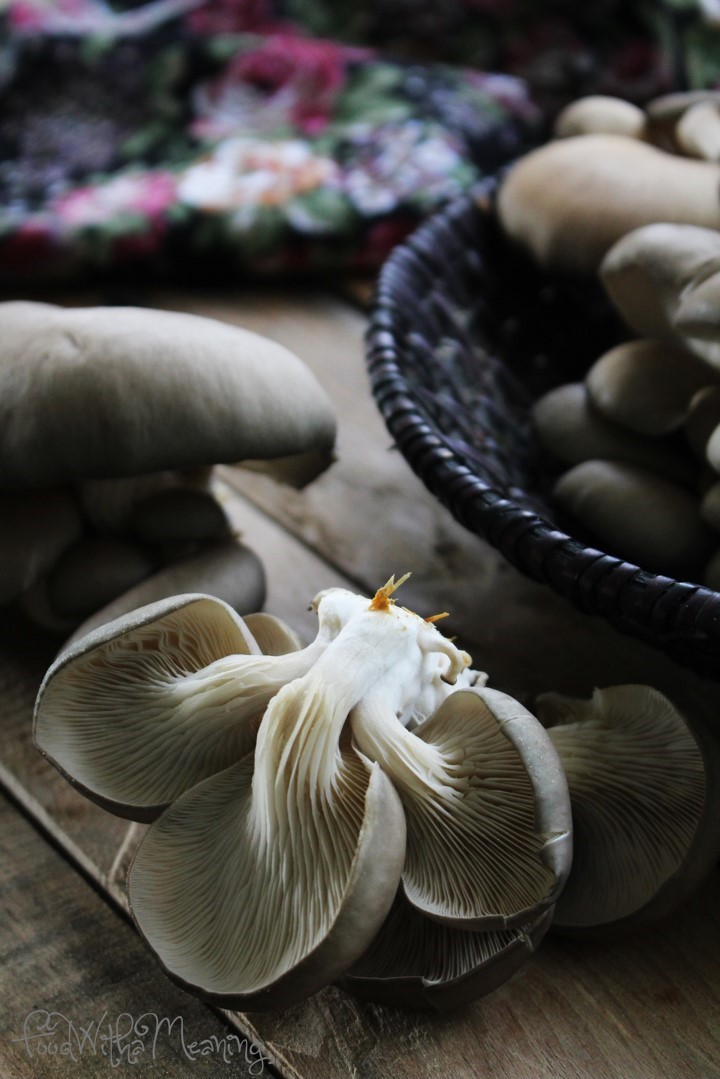 pleurotus ostreatus 