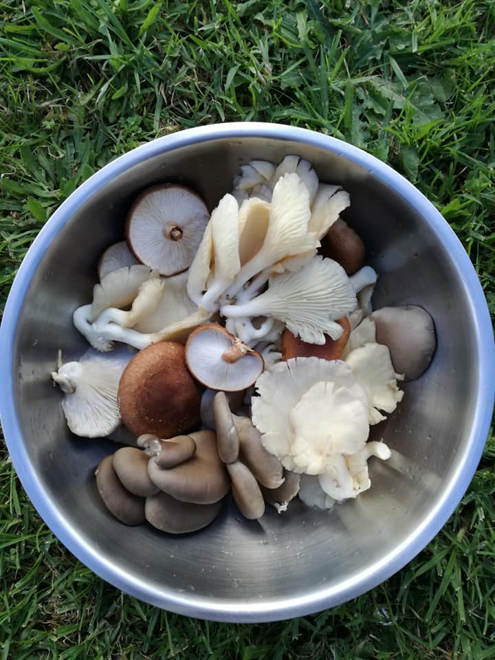 50850175_1488019871330069_1217205203544047616_n